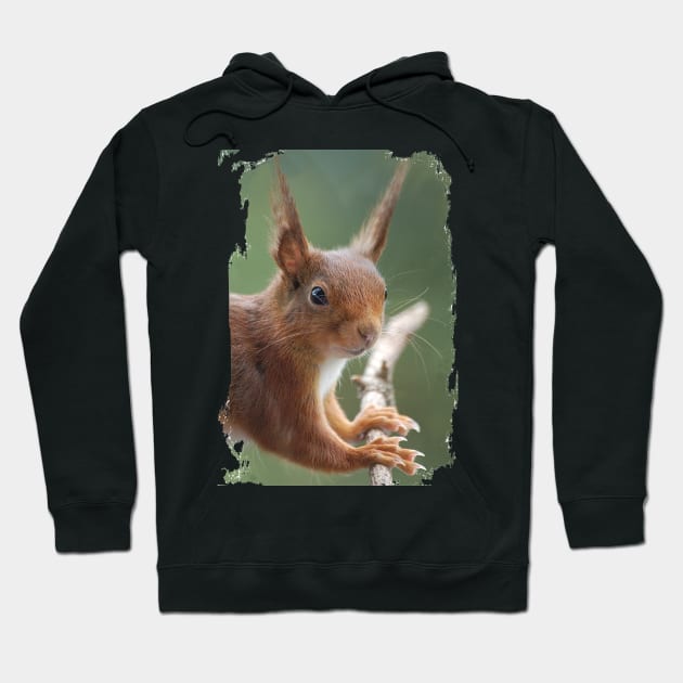 Squirrel Hoodie by DeVerviers